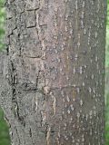 Tilia amurensis