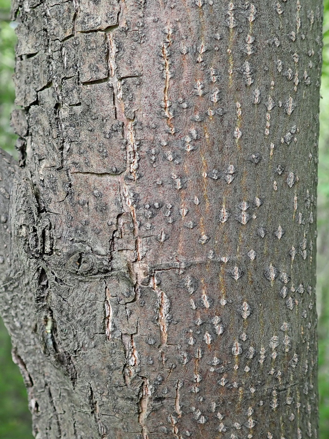 Image of Tilia amurensis specimen.