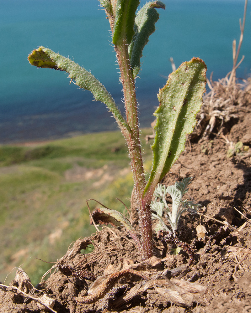 Image of Anchusa azurea specimen.