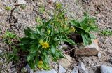 Senecio pseudoarnica