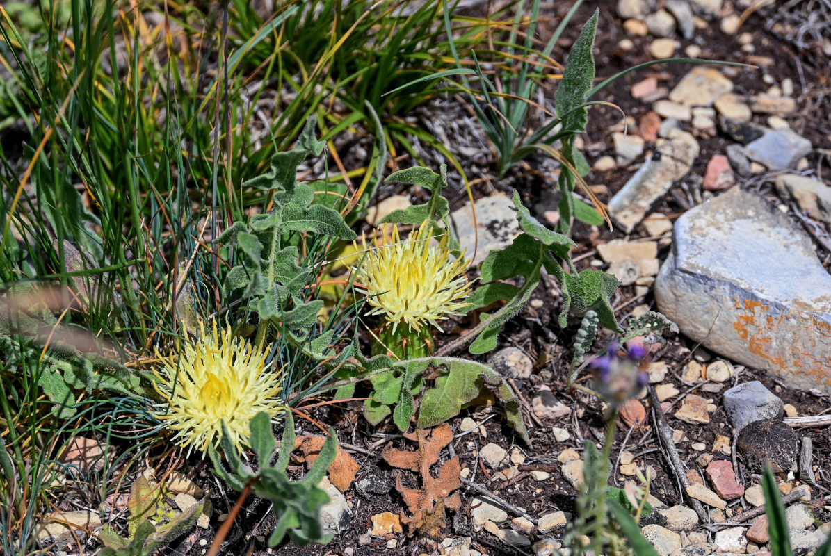 Image of Centaurea rhizanthoides specimen.