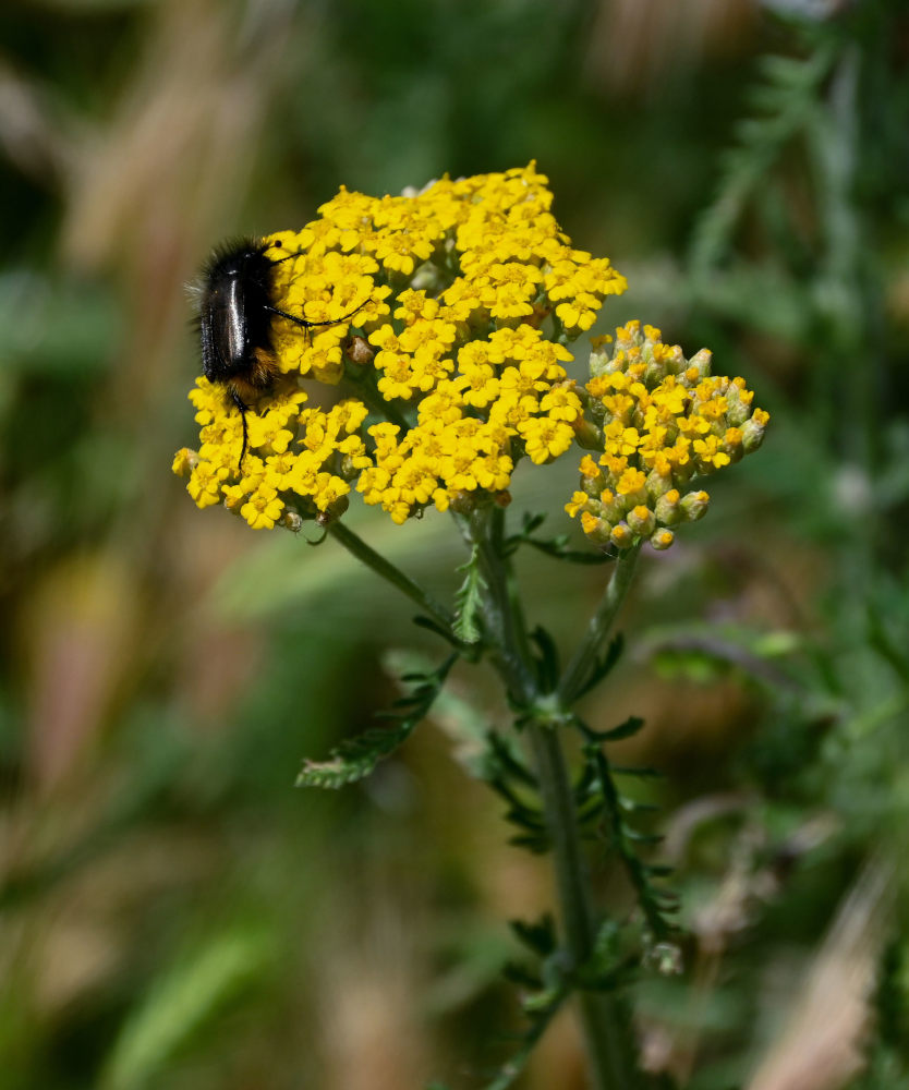 Image of Achillea arabica specimen.