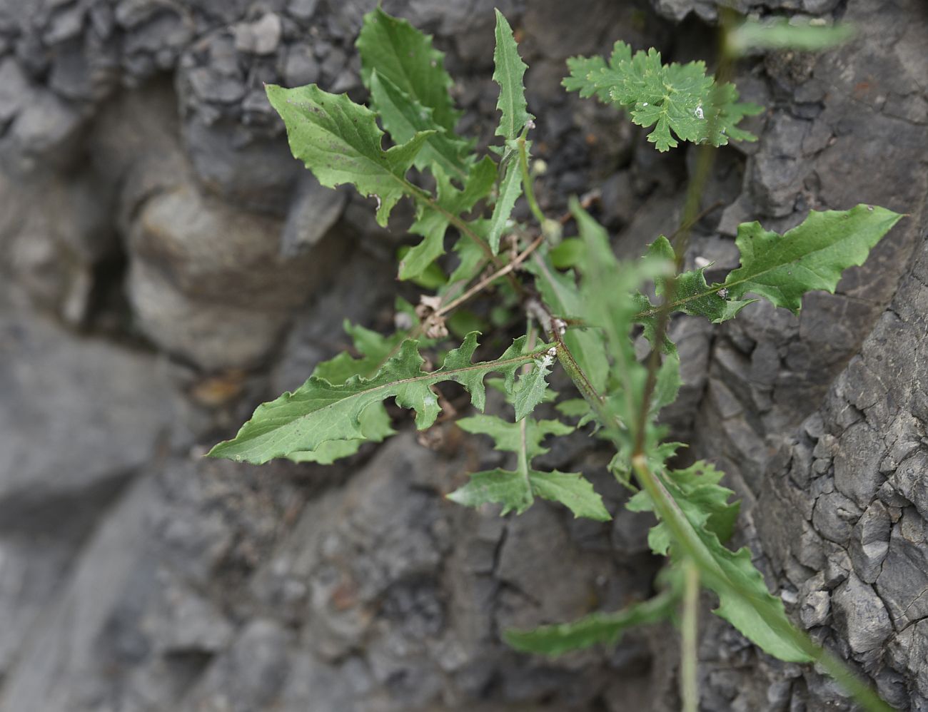 Изображение особи семейство Asteraceae.