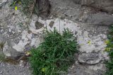 Diplotaxis tenuifolia. Цветущее растение. Грузия, г. Тбилиси, подножие каменной стены крепости. 10.06.2023.