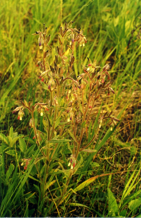 Image of Onosma polychroma specimen.