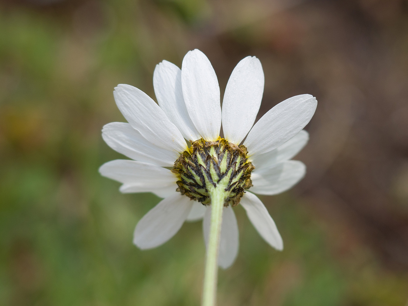 Image of Anthemis saportana specimen.