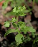 Veronica cardiocarpa