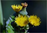 Sonchus oleraceus. Общее соцветие с корзинками на разных стадиях развития. Московская обл., Раменский р-н, окр. дер. Хрипань, садовый участок. 31.07.2023.