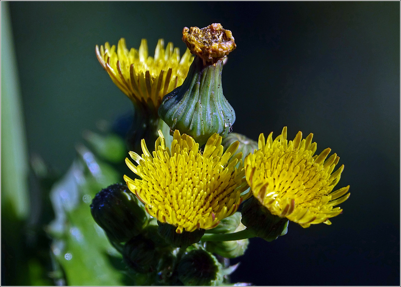 Image of Sonchus oleraceus specimen.