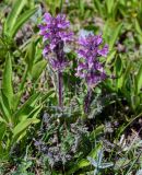 Pedicularis korolkowii