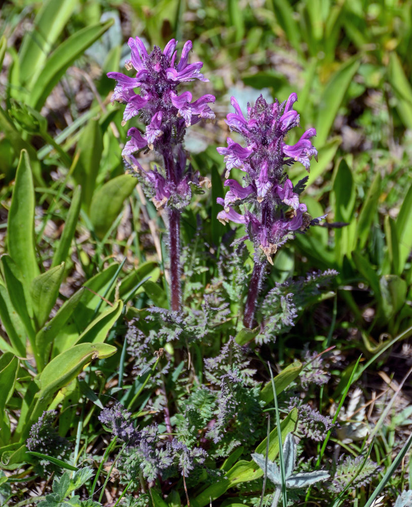 Изображение особи Pedicularis korolkowii.