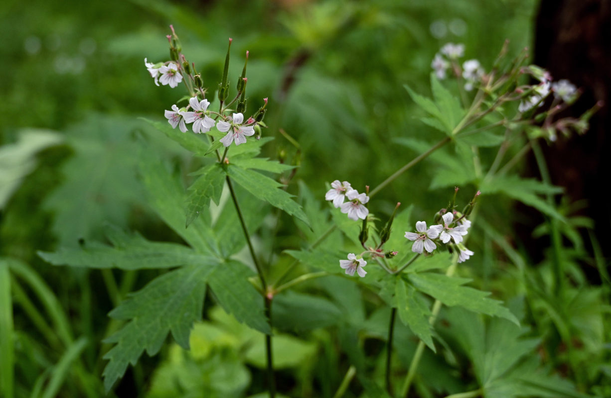 Изображение особи Geranium krylovii.