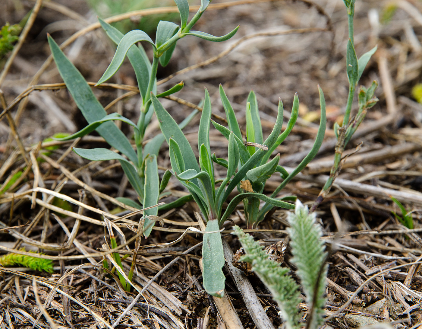 Image of Dianthus versicolor specimen.