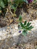 Vinca herbacea