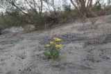 Senecio glaucus ssp. coronopifolius