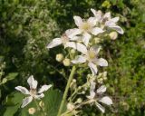 Rubus lloydianus. Верхушка соцветия. Краснодарский край, Абинский р-н, окр. станицы Шапсугская, мергелевый карьер. 05.06.2014.