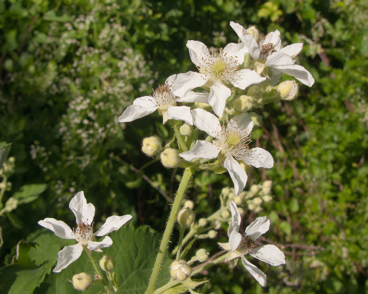 Image of Rubus lloydianus specimen.