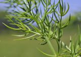 Asparagus schoberioides
