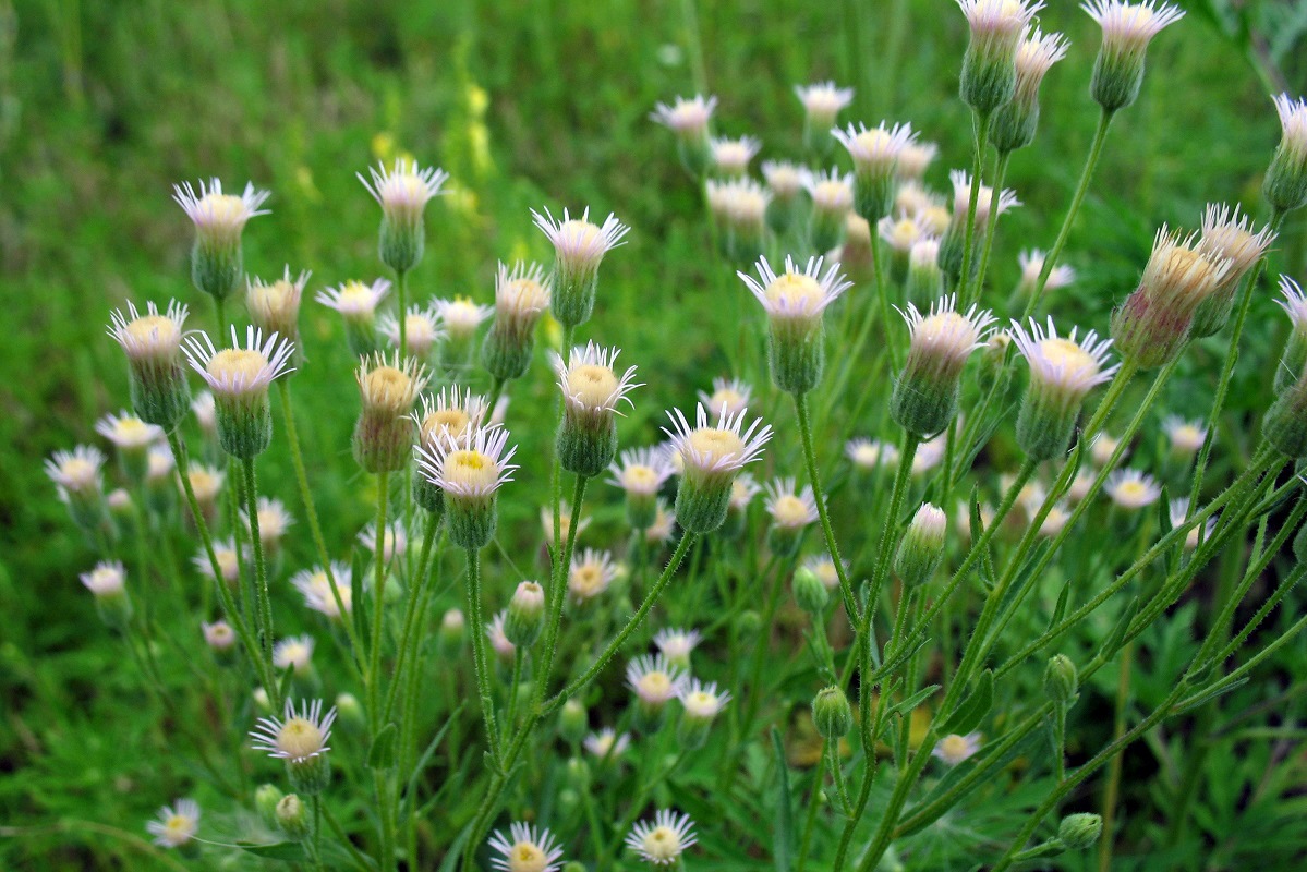 Изображение особи Erigeron acris.