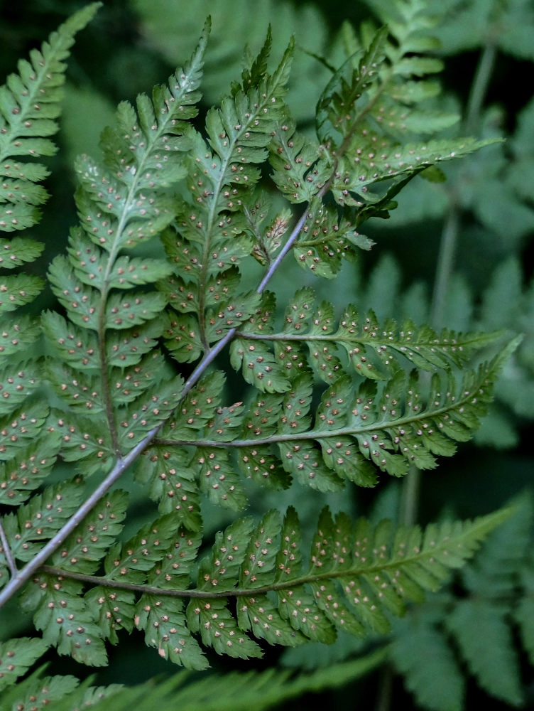 Image of Dryopteris expansa specimen.