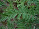 Oxytropis pilosa
