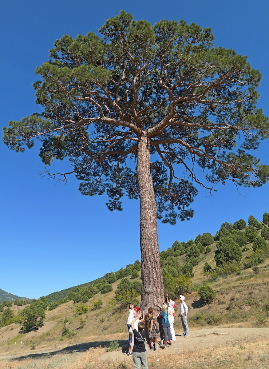 Image of Pinus pityusa specimen.