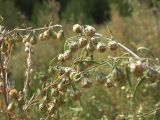 Artemisia sieversiana. Соцветия. Бурятия, 10 км З Улан-Удэ. 23 августа 2005 г.