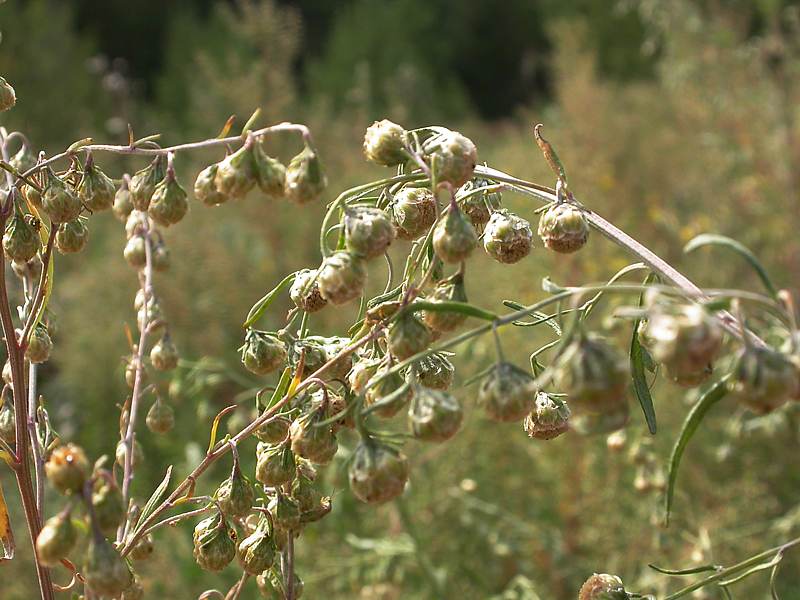 Image of Artemisia sieversiana specimen.