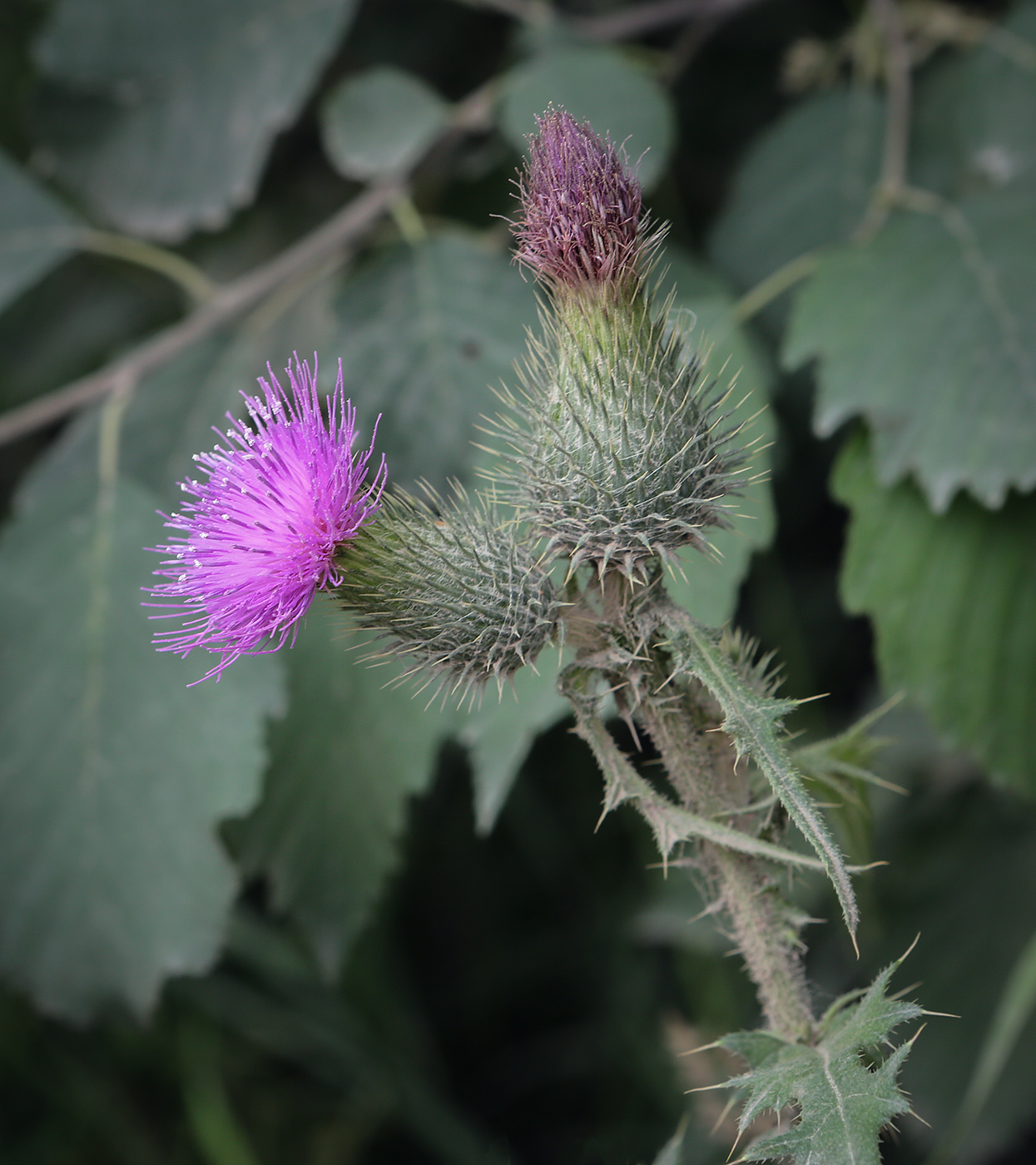 Image of Cirsium vulgare specimen.
