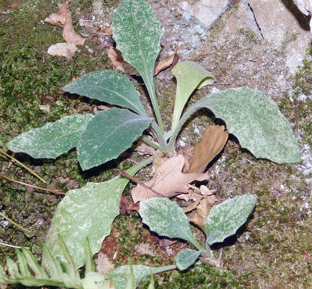 Изображение особи Arabis caucasica.