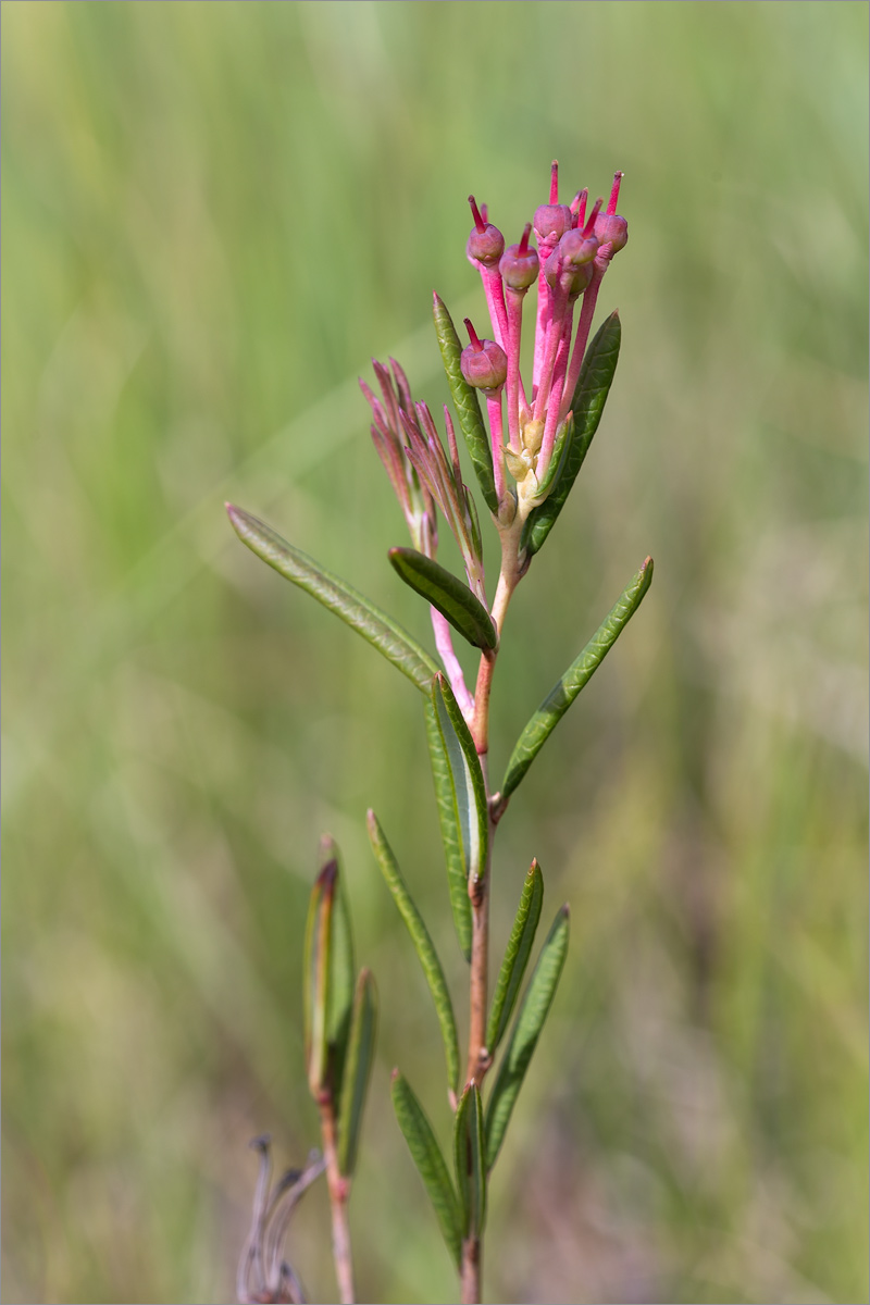 Image of Andromeda polifolia specimen.