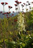 Platanthera metabifolia