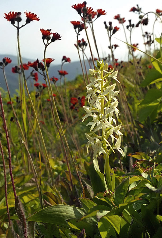 Изображение особи Platanthera metabifolia.