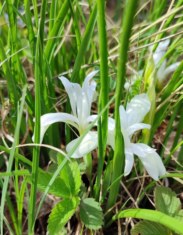 Image of Iris ruthenica specimen.