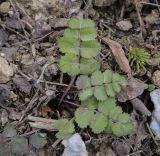 Pimpinella saxifraga