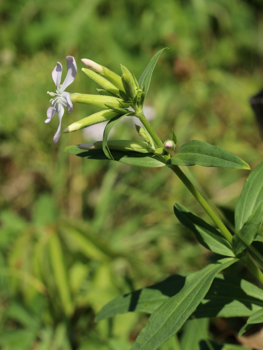 Image of Saponaria officinalis specimen.