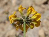 Hippocrepis comosa
