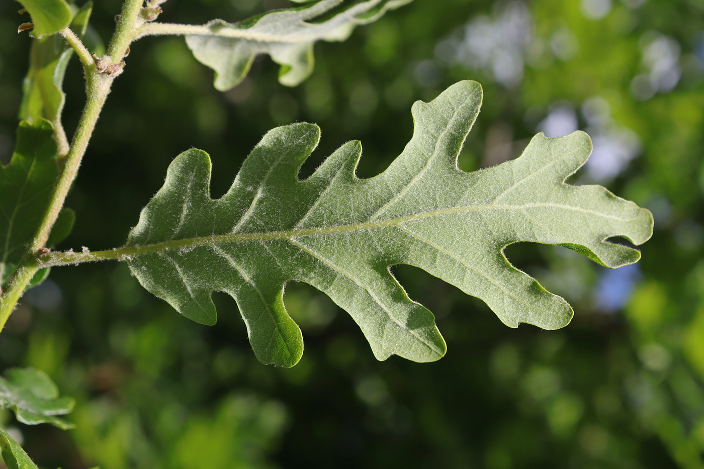 Image of Quercus calcarea specimen.