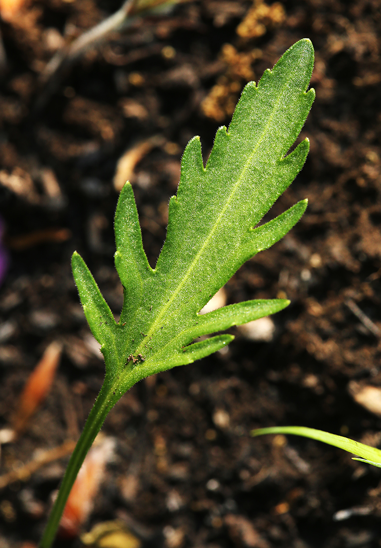 Image of Viola × juzepczukii specimen.