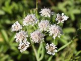 Oenanthe silaifolia. Соцветие. Крым, Севастополь, Байдарская дол., окр. с. Озёрное, влажная луговина. 29 мая 2025 г.