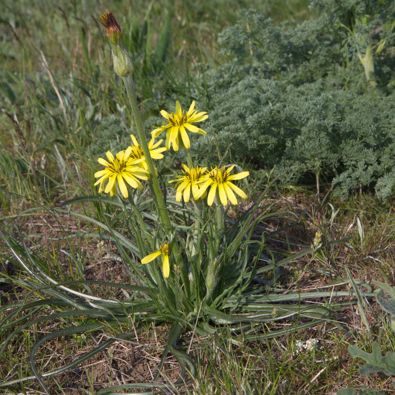 Image of Scorzonera mollis specimen.