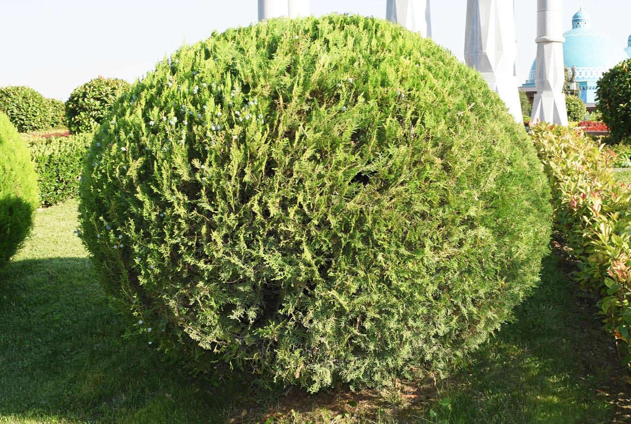 Изображение особи Platycladus orientalis.
