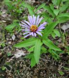 Aster sibiricus. Цветущее растение. Коми, Интинский р-н, нац. парк \"Югыд Ва\", долина р. Кожим ниже устья р. Балбанью, зарастающий старательский полигон. 29.07.2010.