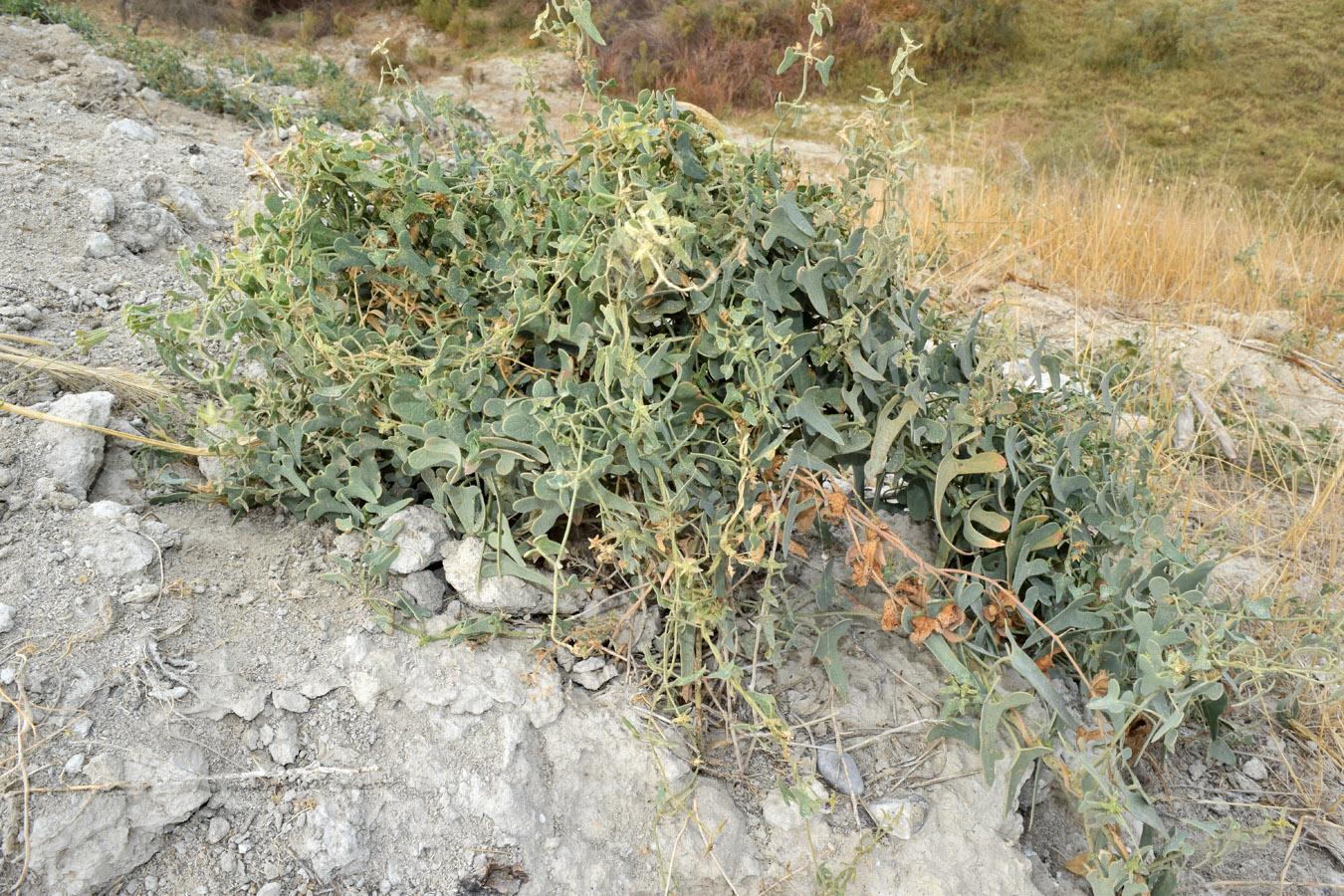 Image of Cynanchum sibiricum specimen.
