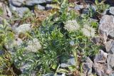 View full-size image Pachypleurum alpinum