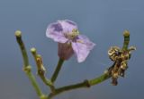 Dontostemon dentatus