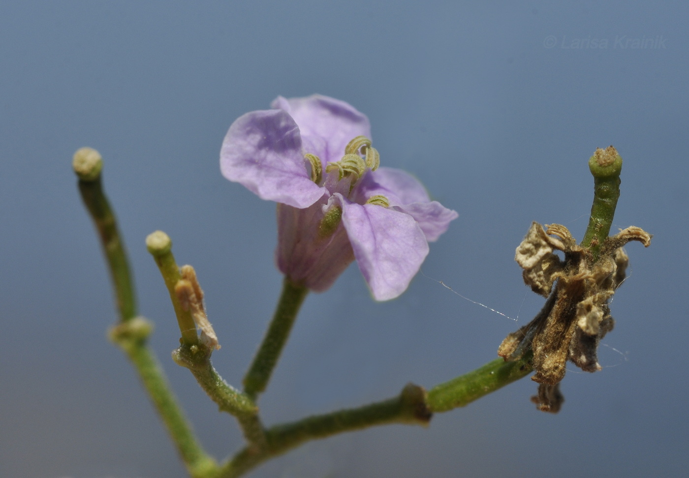 Image of Dontostemon dentatus specimen.