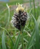 Carex melanantha