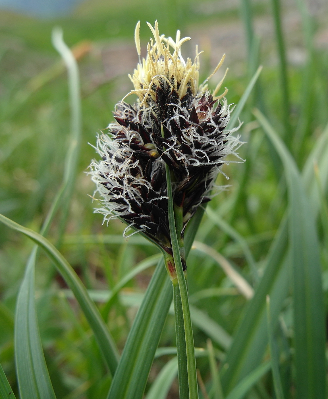 Image of Carex melanantha specimen.