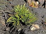 Tofieldia pusilla
